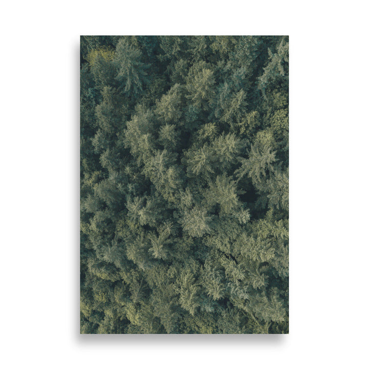 Kiefernwald - Poster 21×30 cm artlia