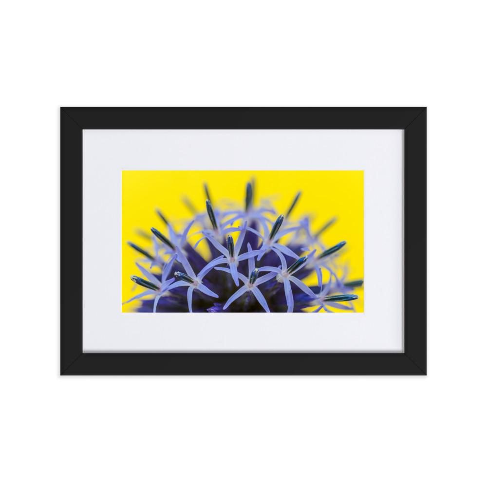 Kugeldiestel - Poster im Rahmen mit Passepartout schwarz / 21×30 cm artlia