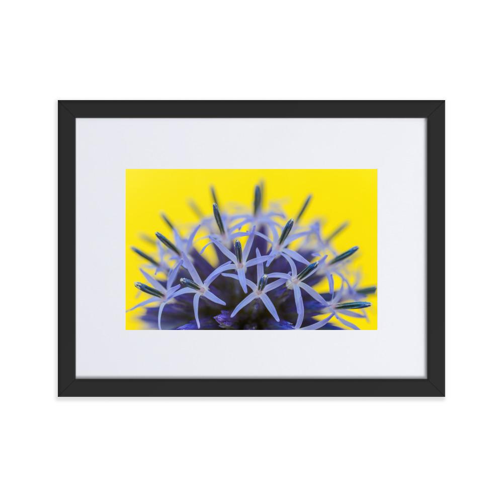 Kugeldiestel - Poster im Rahmen mit Passepartout schwarz / 30×40 cm artlia