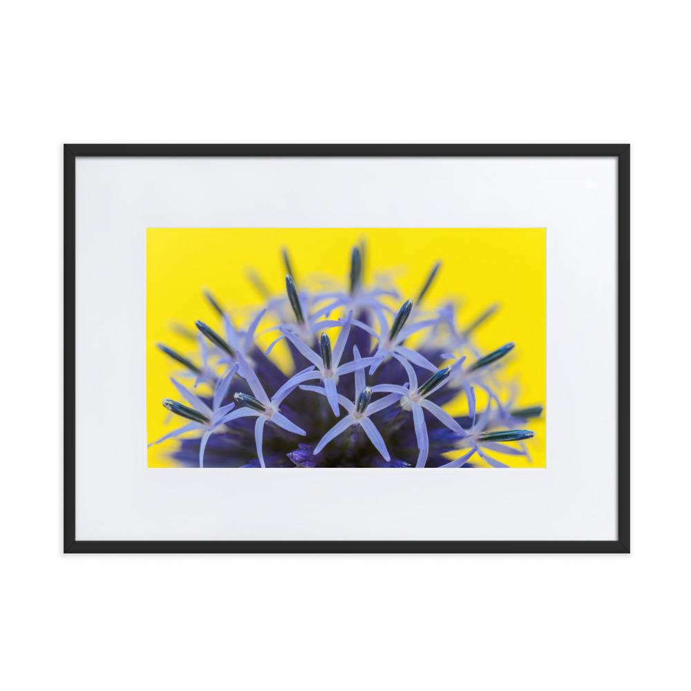 Kugeldiestel - Poster im Rahmen mit Passepartout schwarz / 50×70 cm artlia