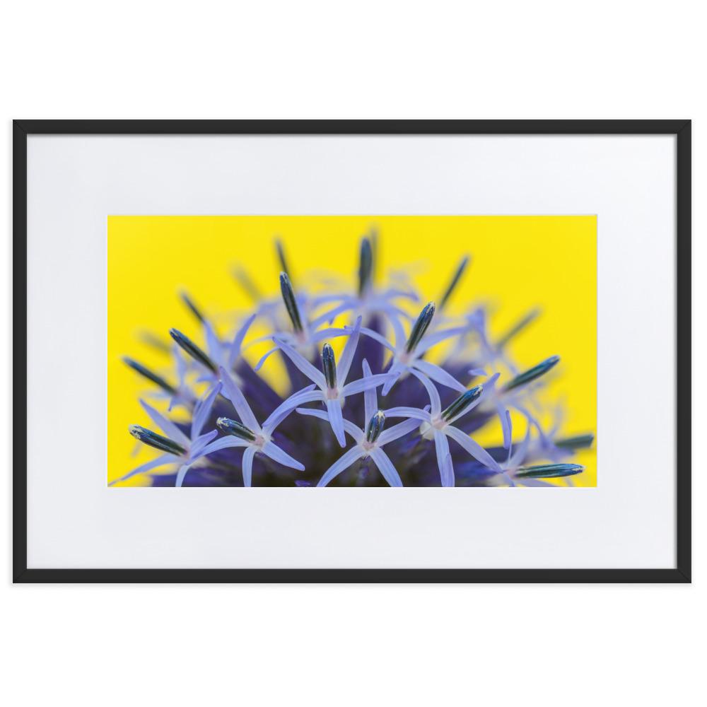 Kugeldiestel - Poster im Rahmen mit Passepartout schwarz / 61×91 cm artlia