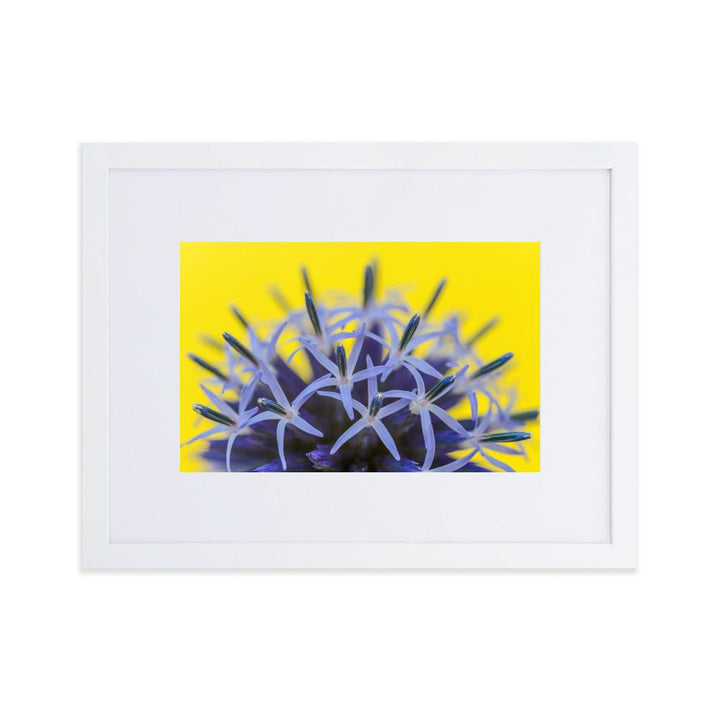 Kugeldiestel - Poster im Rahmen mit Passepartout weiß / 30×40 cm artlia