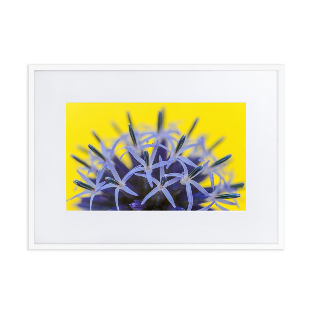 Kugeldiestel - Poster im Rahmen mit Passepartout weiß / 50×70 cm artlia