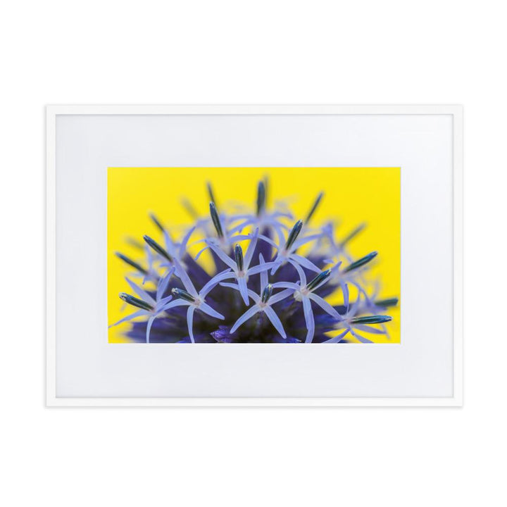 Kugeldiestel - Poster im Rahmen mit Passepartout weiß / 50×70 cm artlia