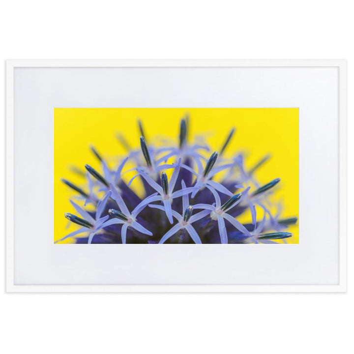 Kugeldiestel - Poster im Rahmen mit Passepartout weiß / 61×91 cm artlia