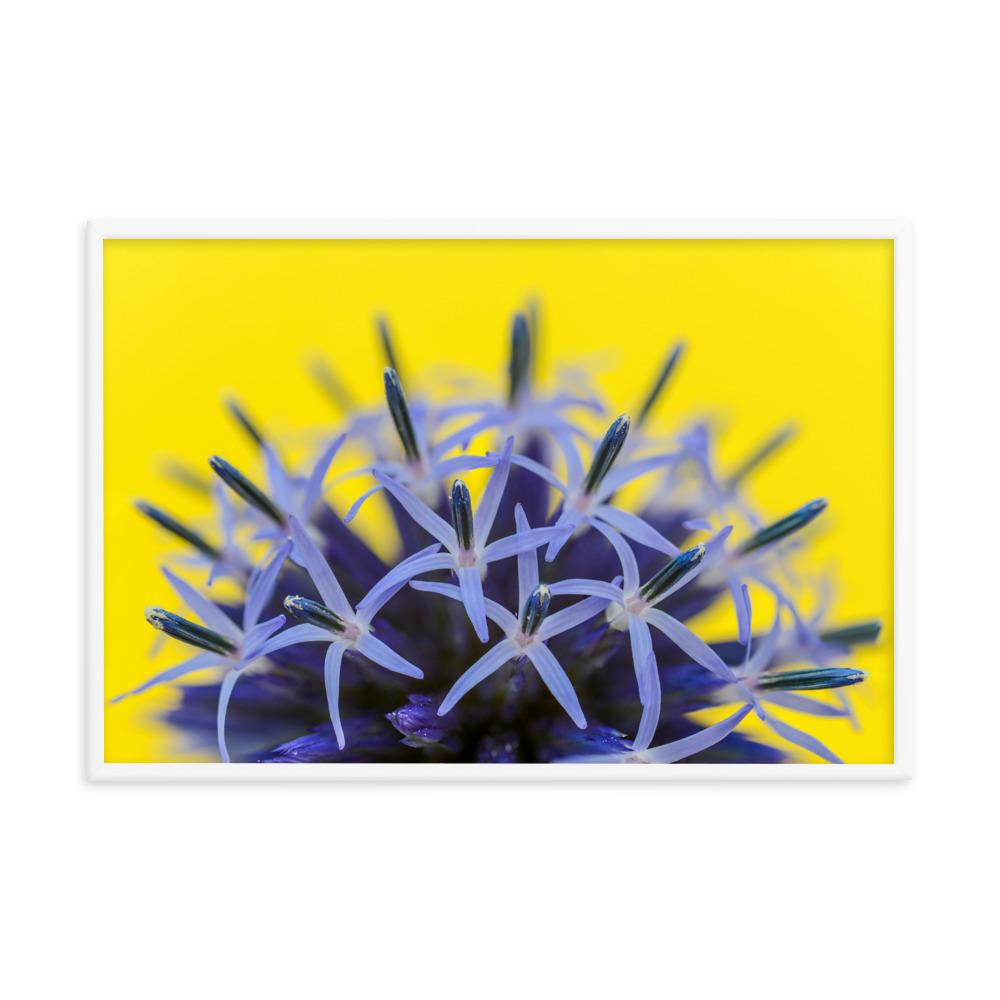 Kugeldiestel - Poster im Rahmen artlia