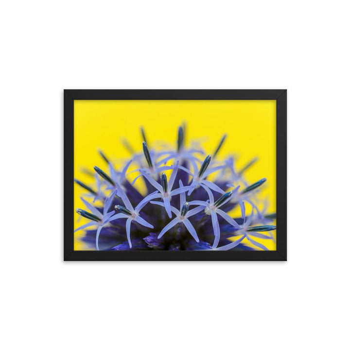 Kugeldiestel - Poster im Rahmen schwarz / 30x41 cm artlia