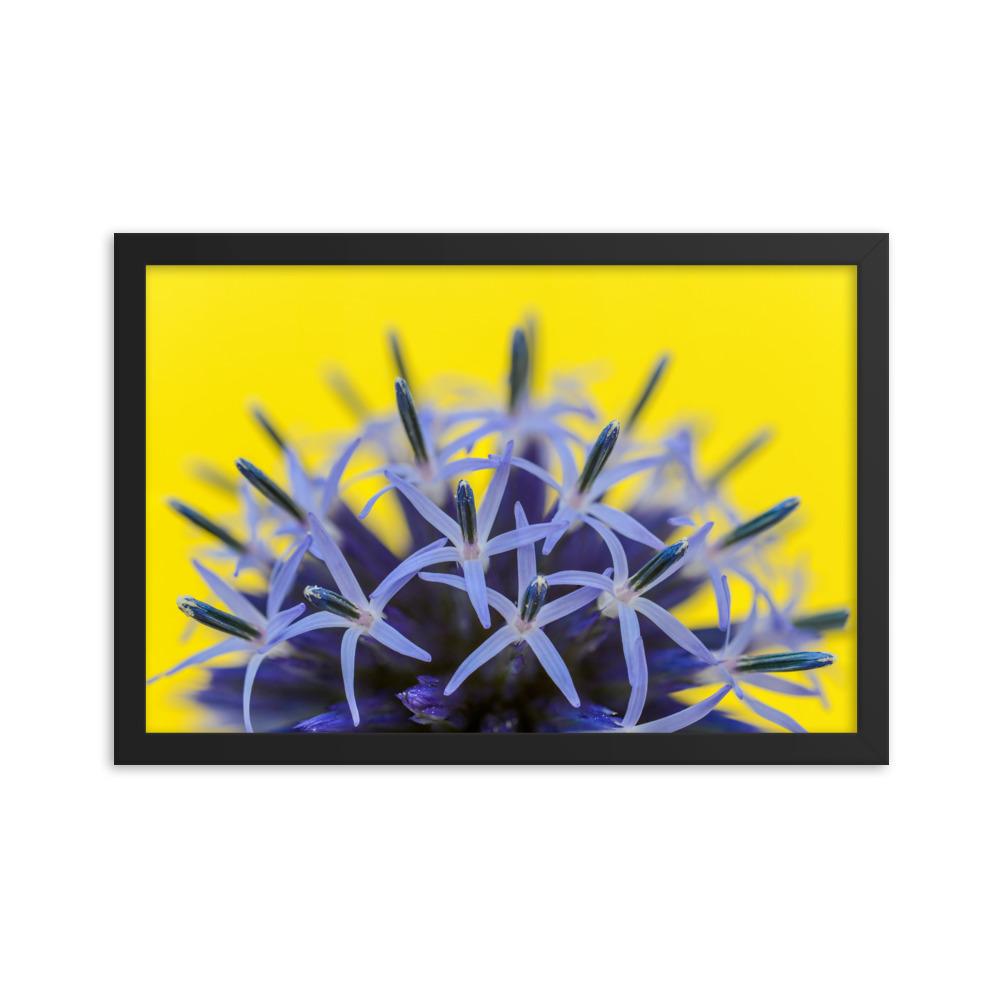 Kugeldiestel - Poster im Rahmen schwarz / 30x45 cm artlia