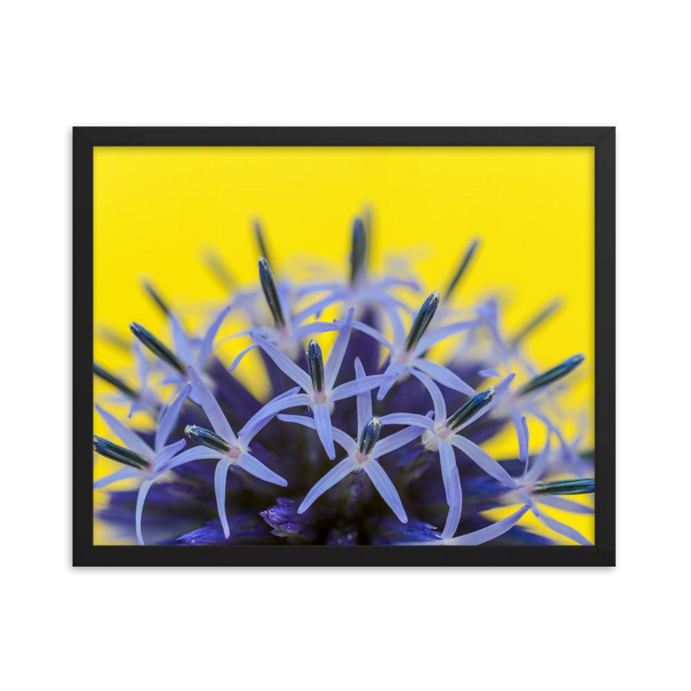 Kugeldiestel - Poster im Rahmen schwarz / 41x51 cm artlia