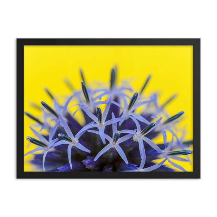 Kugeldiestel - Poster im Rahmen schwarz / 46x61 cm artlia