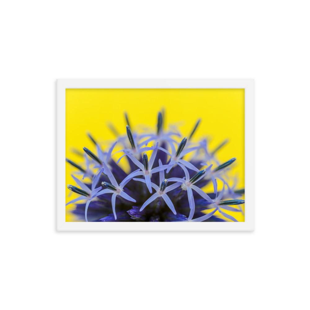 Kugeldiestel - Poster im Rahmen weiß / 30x41 cm artlia