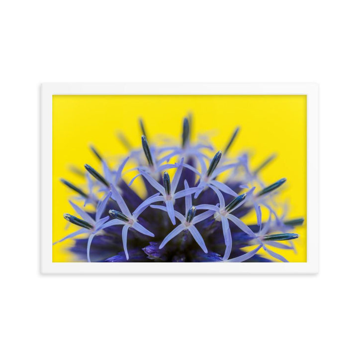 Kugeldiestel - Poster im Rahmen weiß / 30x45 cm artlia