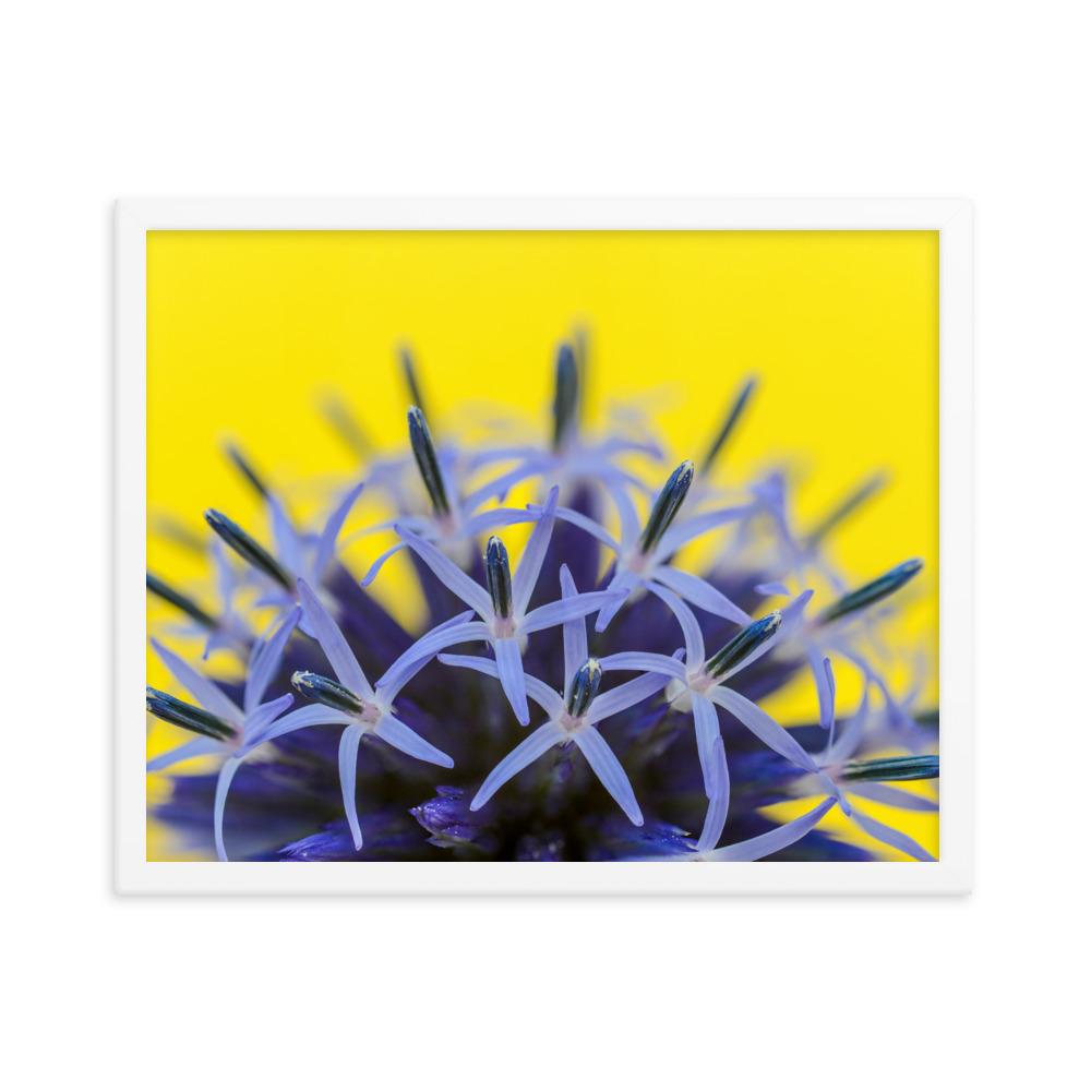 Kugeldiestel - Poster im Rahmen weiß / 41x51 cm artlia