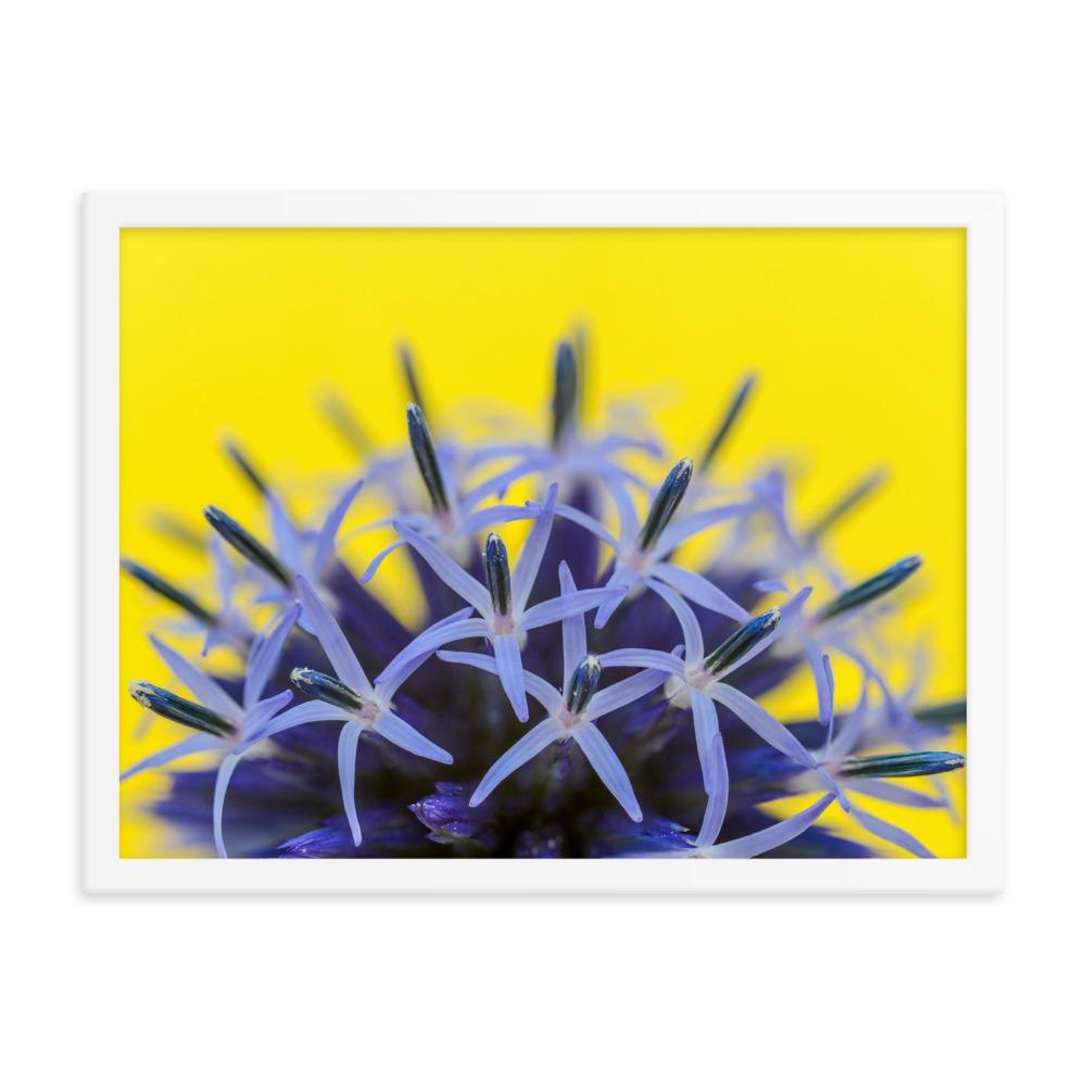 Kugeldiestel - Poster im Rahmen weiß / 46x61 cm artlia