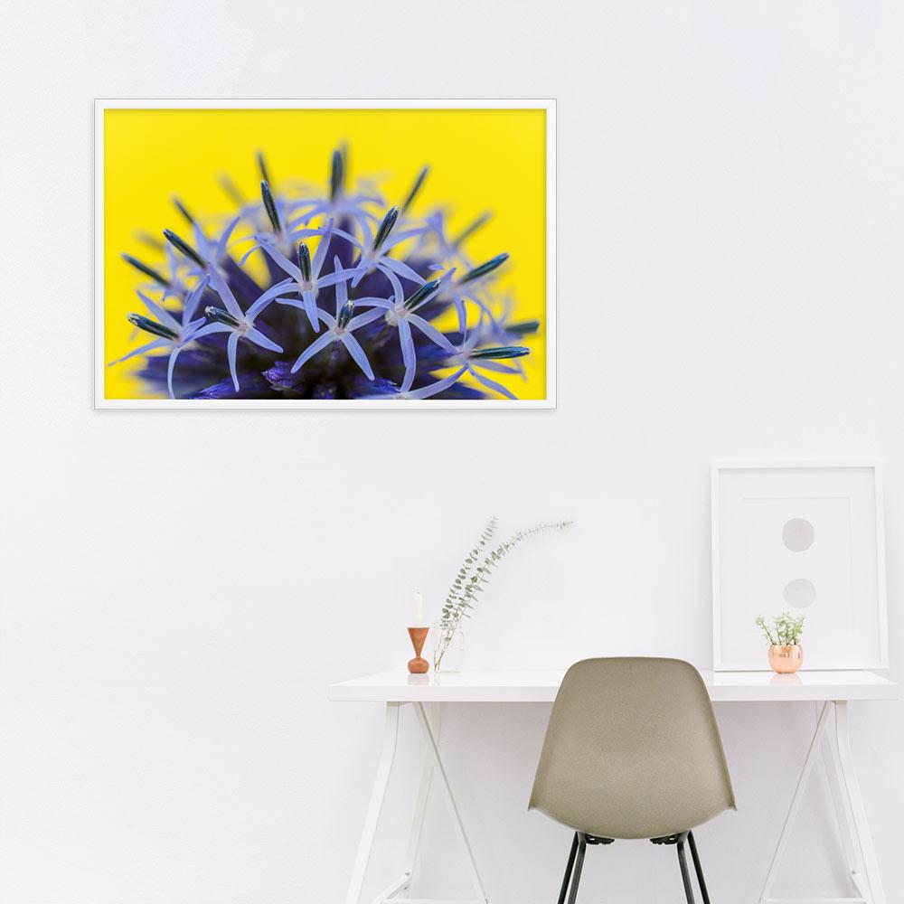 Kugeldiestel - Poster im Rahmen weiß / 61x91 cm artlia