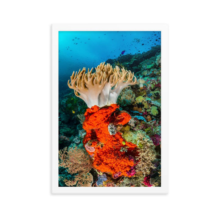 Lederkoralle - Poster im Rahmen weiß / 30x45 cm artlia