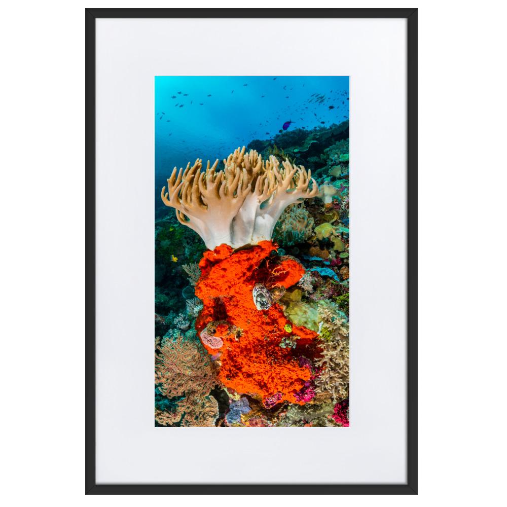 Lederkoralle - Poster im Rahmen mit Passepartout schwarz / 61×91 cm artlia
