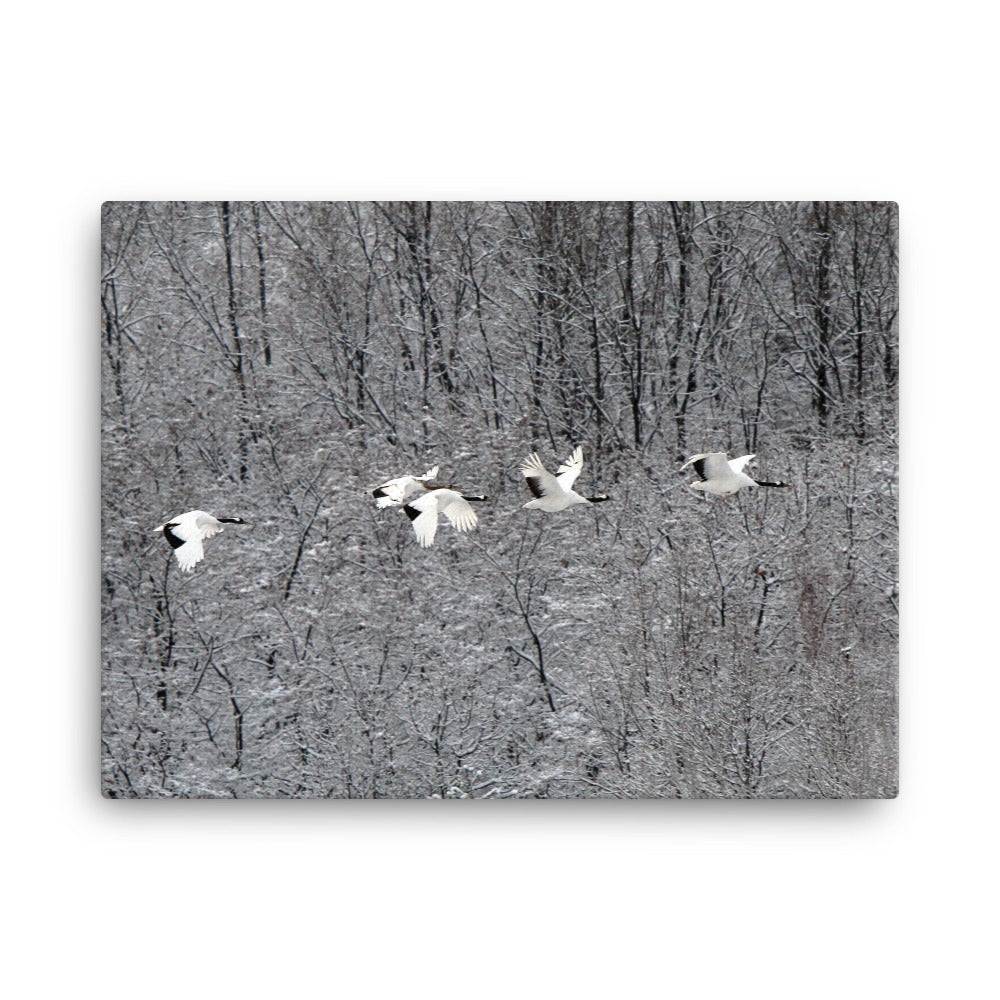 Leinwand - fliegende Kranichfamilie 30x41 cm artlia