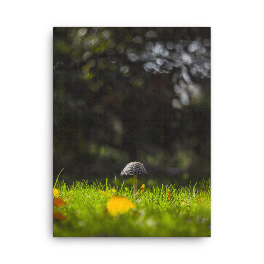 Leinwand - Pilz 30x41 cm artlia