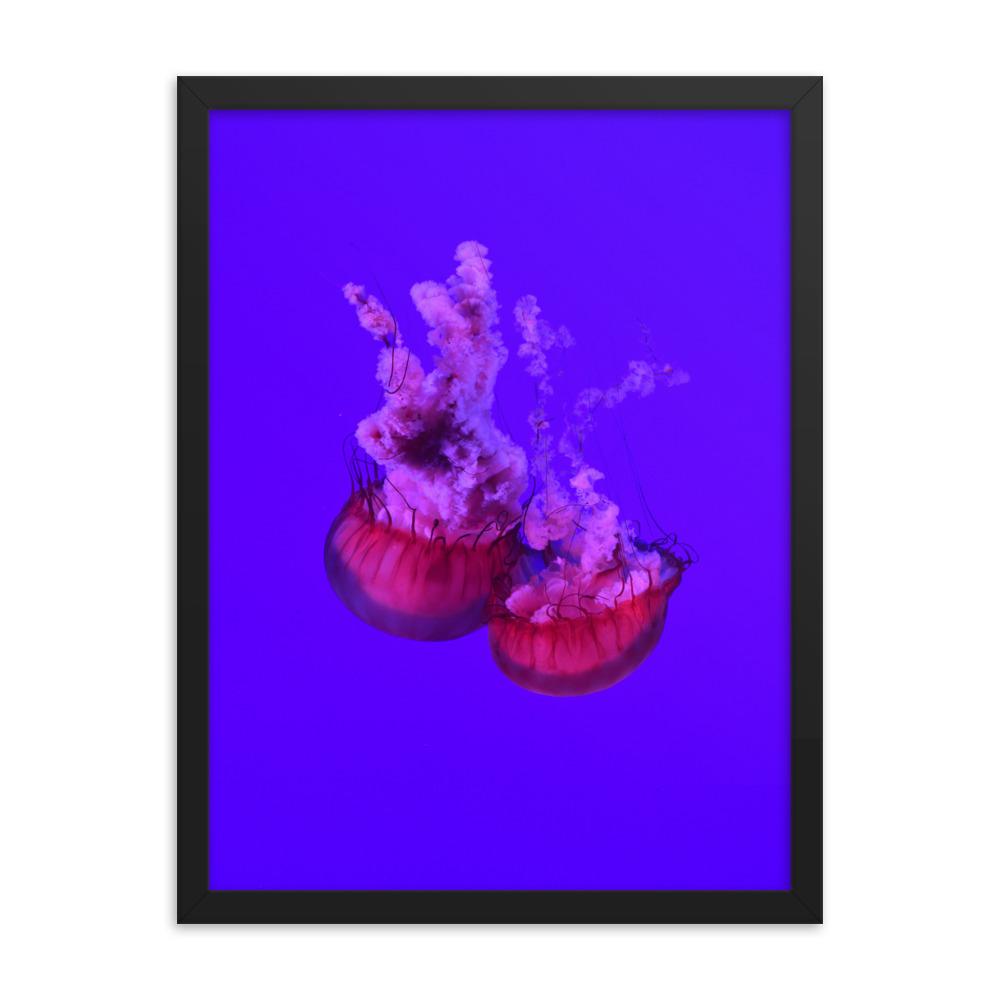 Pinke Qualle - Poster im Rahmen schwarz / 30x41 cm artlia