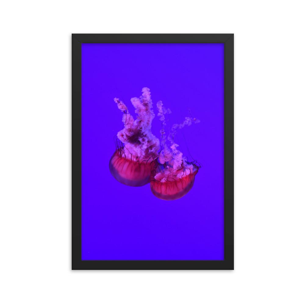 Pinke Qualle - Poster im Rahmen schwarz / 30x45 cm artlia