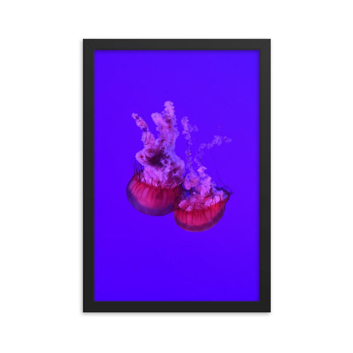 Pinke Qualle - Poster im Rahmen schwarz / 30x45 cm artlia