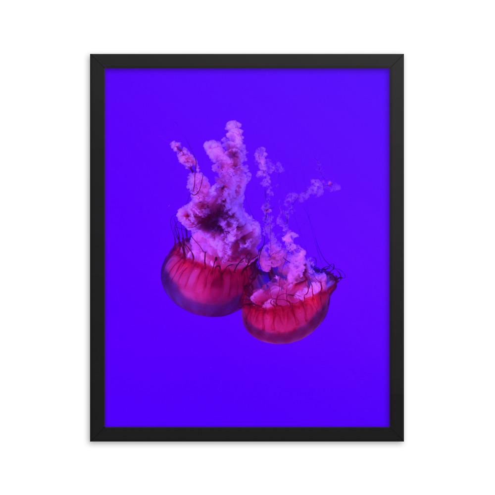 Pinke Qualle - Poster im Rahmen schwarz / 41x51 cm artlia