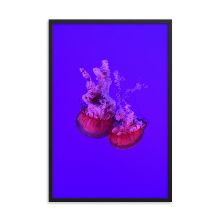 Pinke Qualle - Poster im Rahmen schwarz / 61x91 cm artlia