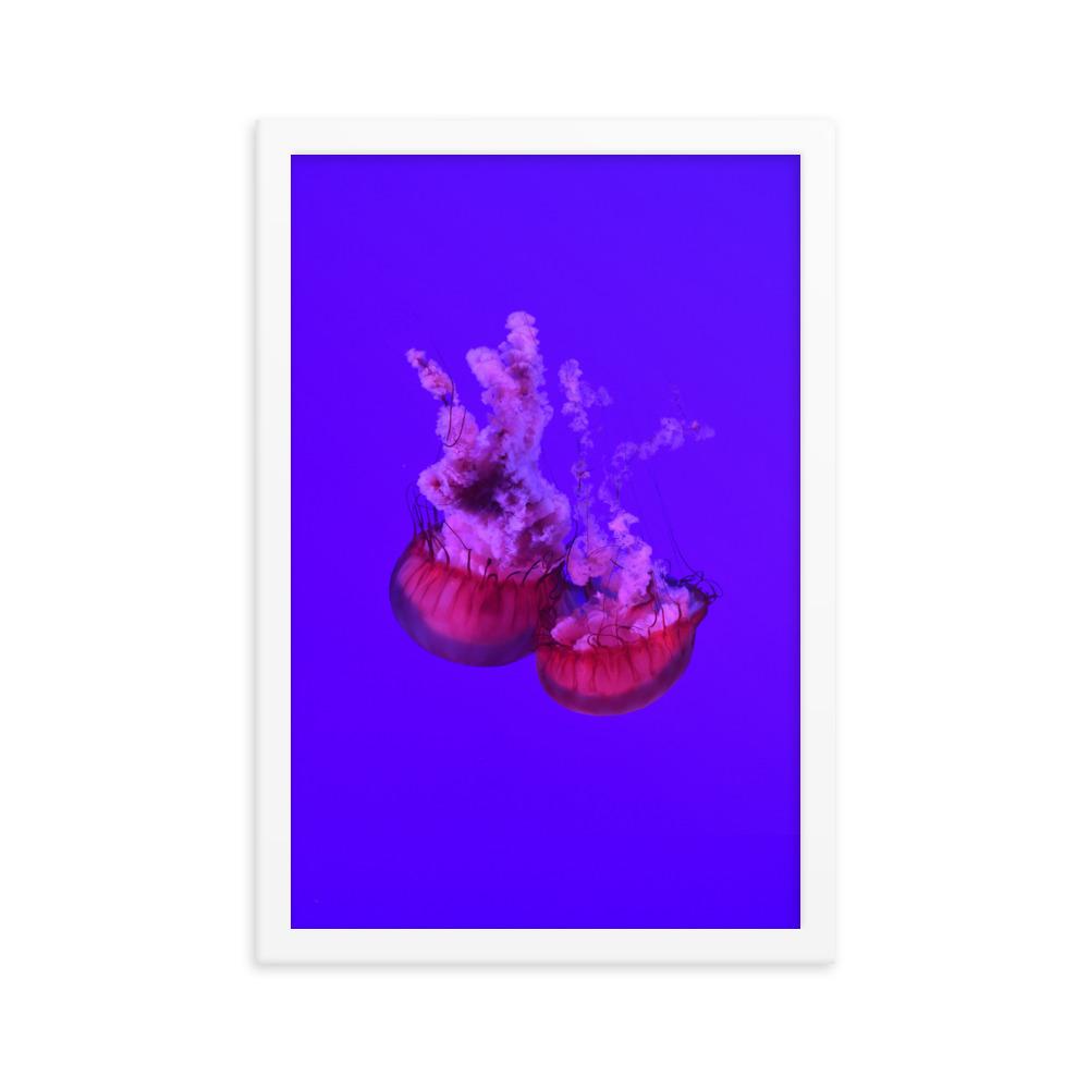 Pinke Qualle - Poster im Rahmen weiß / 30x45 cm artlia