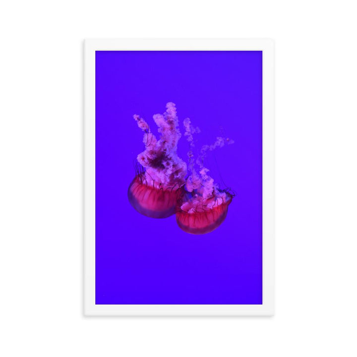 Pinke Qualle - Poster im Rahmen weiß / 30x45 cm artlia