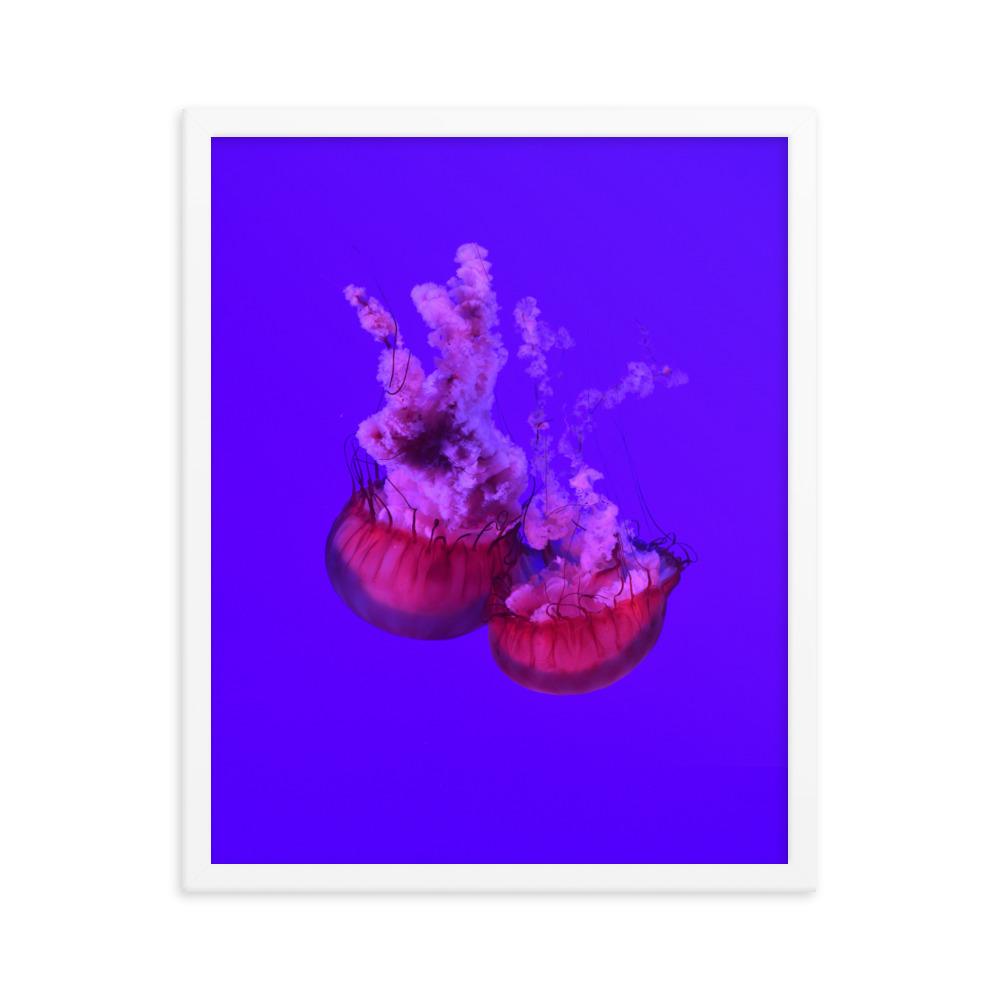 Pinke Qualle - Poster im Rahmen weiß / 41x51 cm artlia