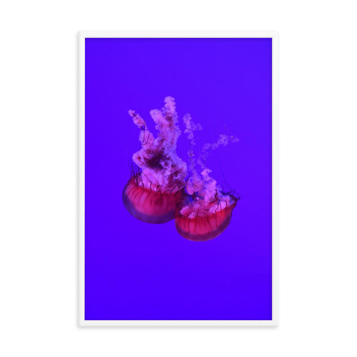 Pinke Qualle - Poster im Rahmen weiß / 61x91 cm artlia