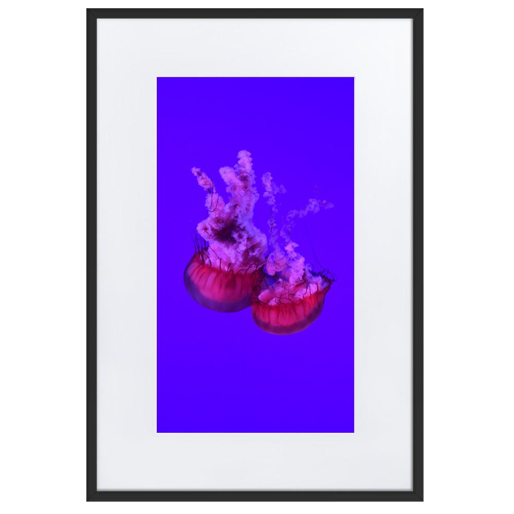 Pinke Qualle - Poster im Rahmen mit Passepartout artlia