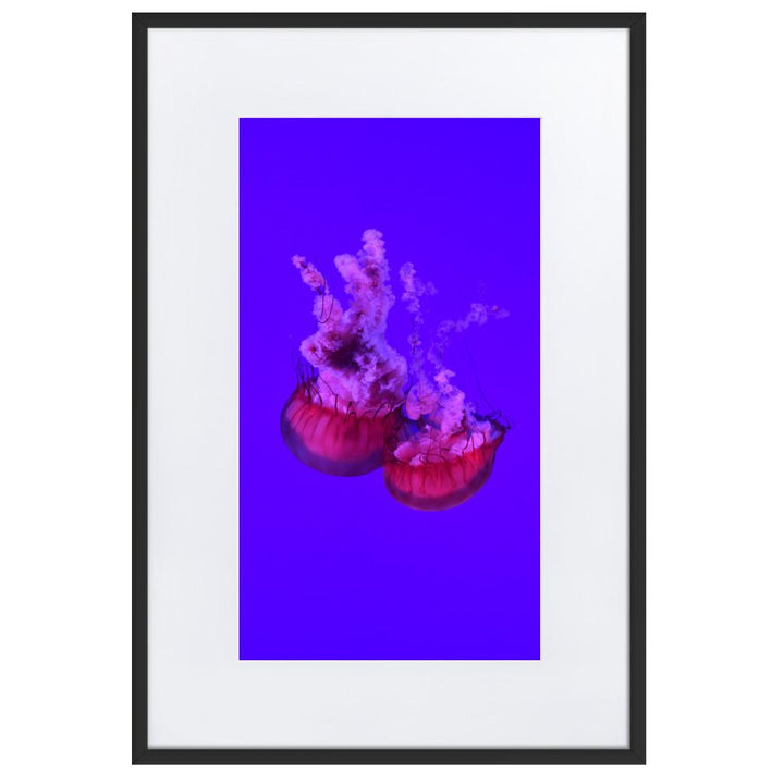 Pinke Qualle - Poster im Rahmen mit Passepartout artlia