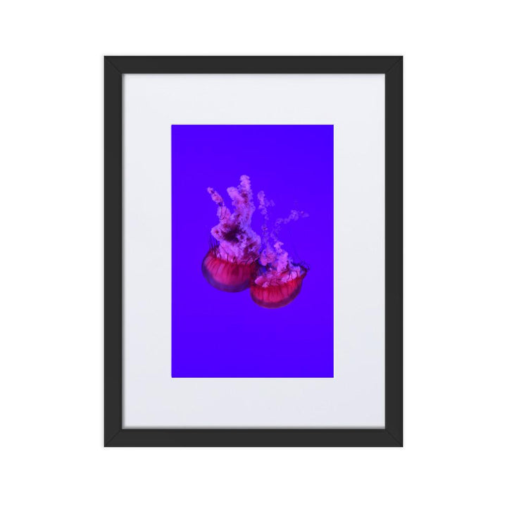 Pinke Qualle - Poster im Rahmen mit Passepartout schwarz / 30×40 cm artlia