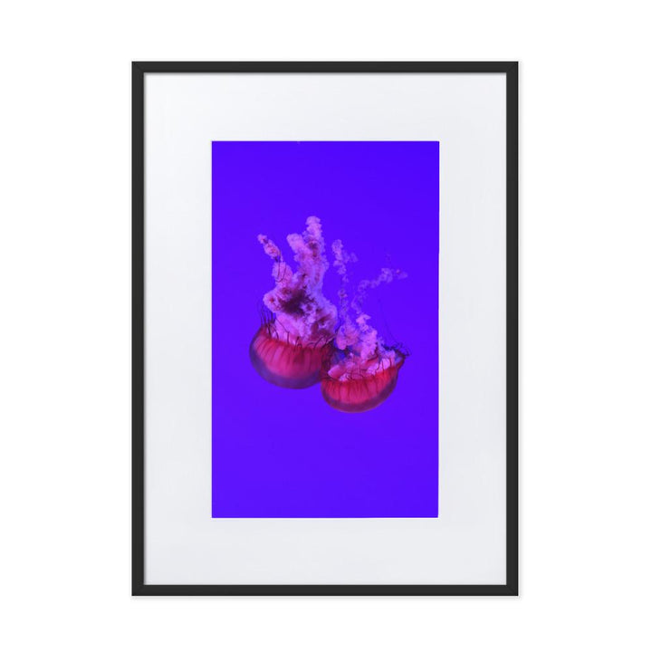 Pinke Qualle - Poster im Rahmen mit Passepartout schwarz / 50×70 cm artlia