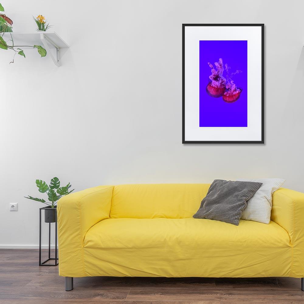 Pinke Qualle - Poster im Rahmen mit Passepartout schwarz / 61×91 cm artlia