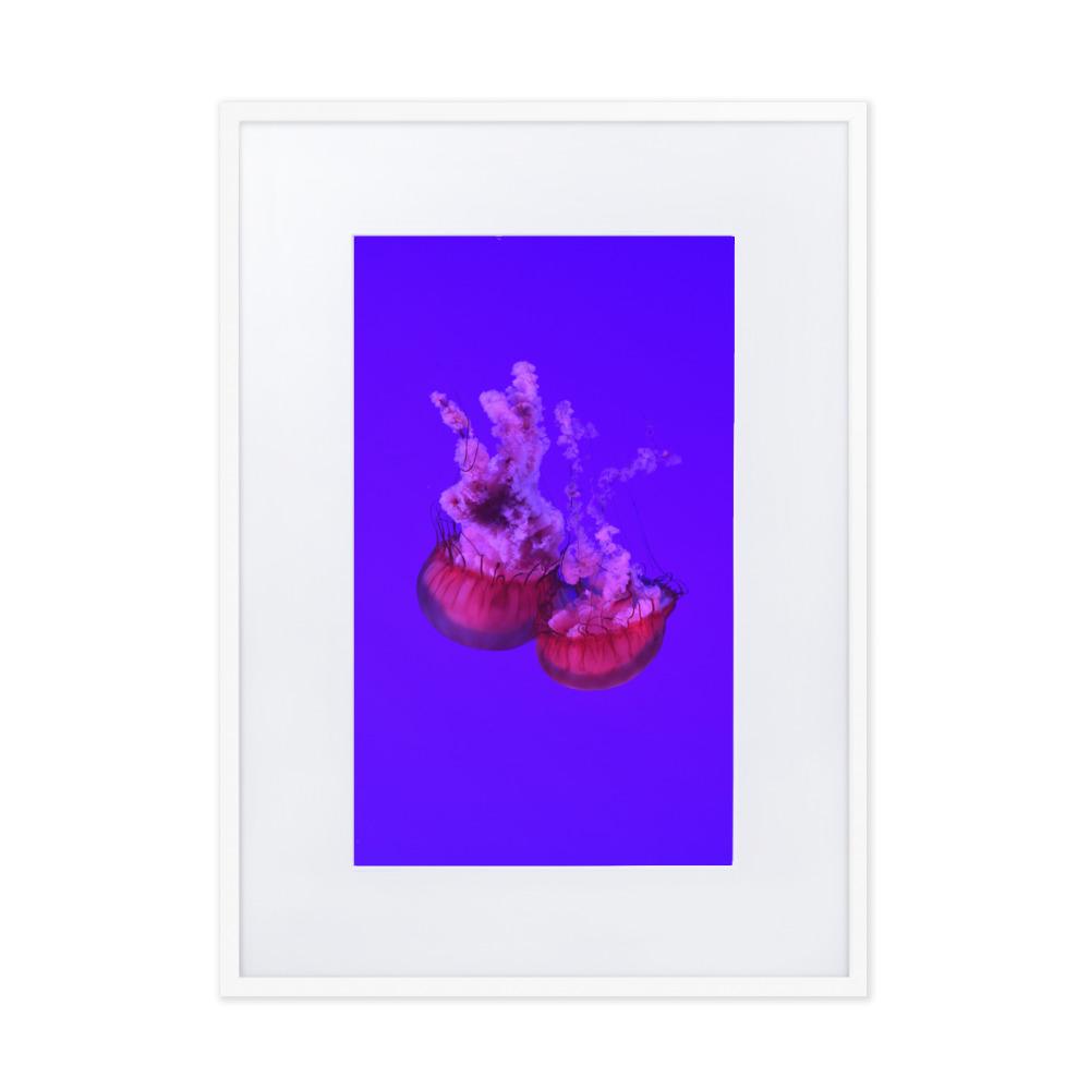 Pinke Qualle - Poster im Rahmen mit Passepartout weiß / 50×70 cm artlia