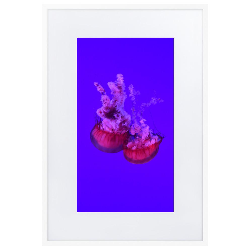 Pinke Qualle - Poster im Rahmen mit Passepartout weiß / 61×91 cm artlia