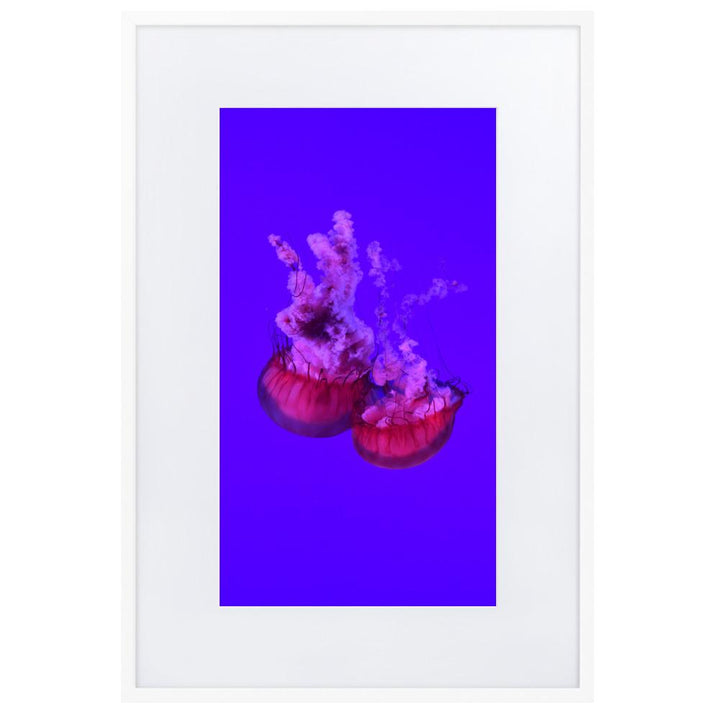 Pinke Qualle - Poster im Rahmen mit Passepartout weiß / 61×91 cm artlia