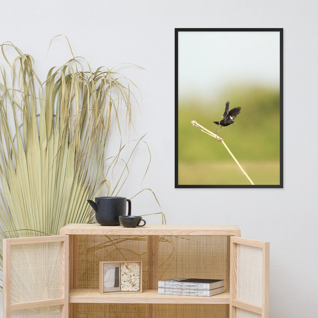 Poster - Elsterschmätzer Pied Bushchat artlia