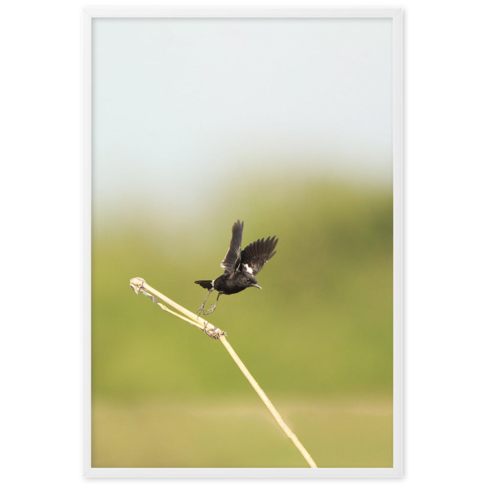 Poster - Elsterschmätzer Pied Bushchat artlia