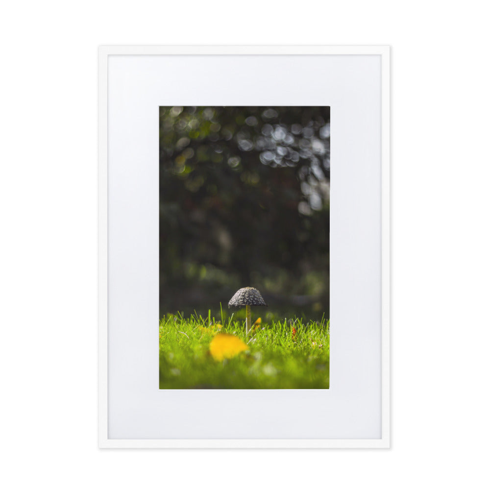 Poster mit Passepartout - Pilz Weiß / 50×70 cm artlia