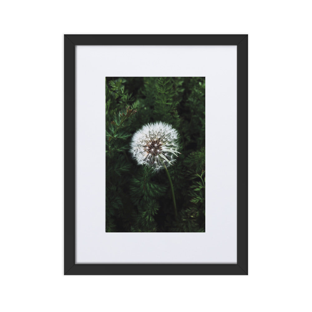Poster mit Passepartout - Pusteblume Schwarz / 30×40 cm artlia