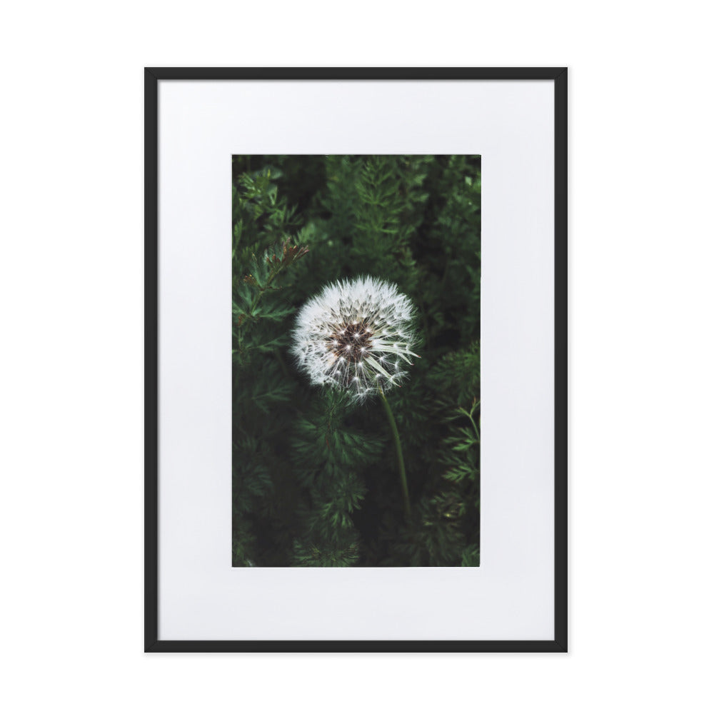 Poster mit Passepartout - Pusteblume Schwarz / 50×70 cm artlia