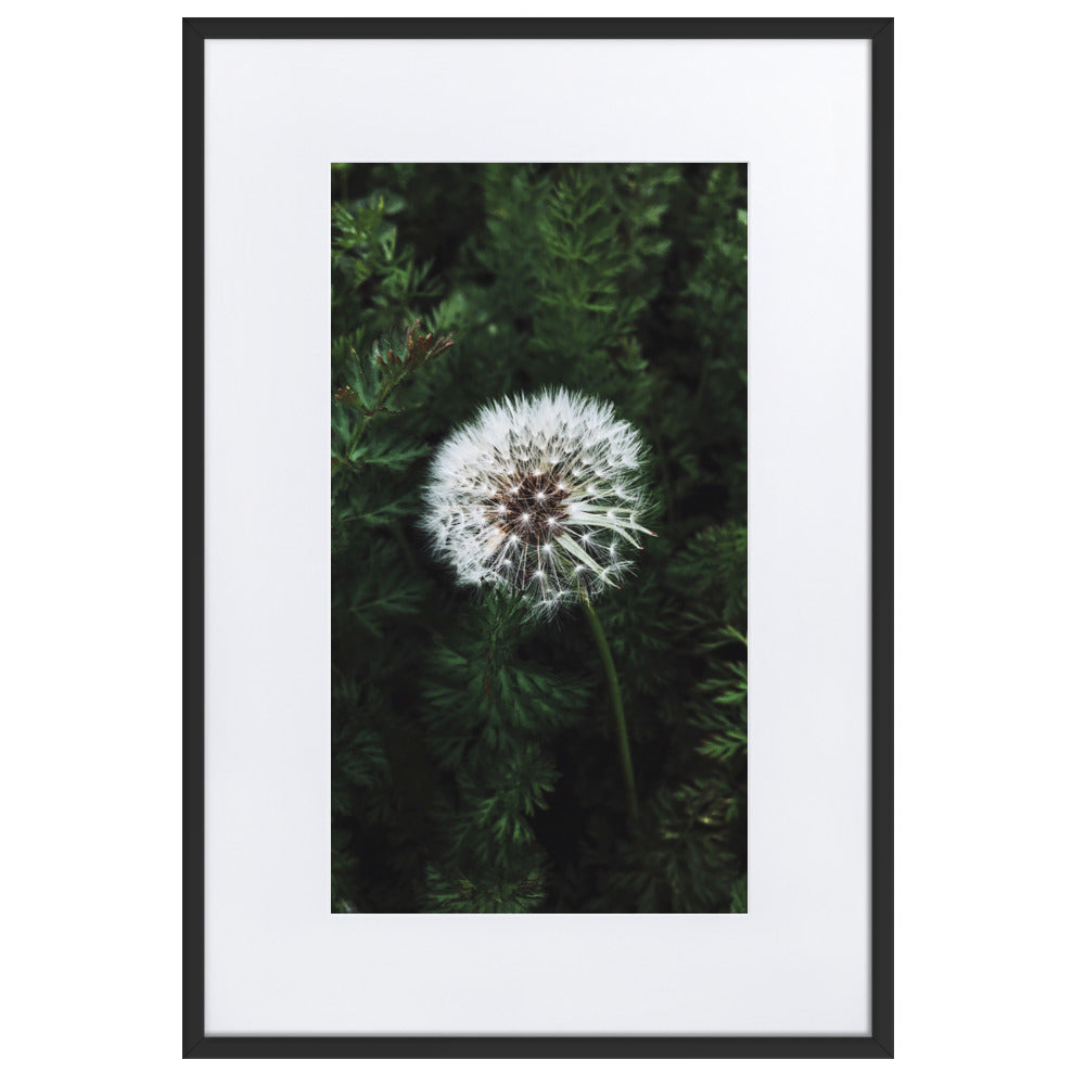 Poster mit Passepartout - Pusteblume Schwarz / 61×91 cm artlia