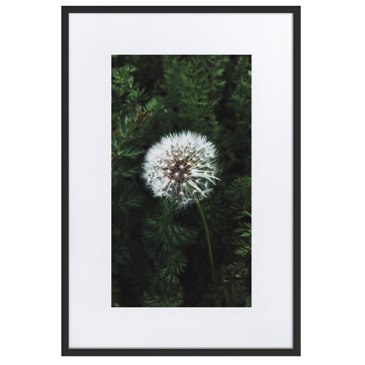 Poster mit Passepartout - Pusteblume Schwarz / 61×91 cm artlia
