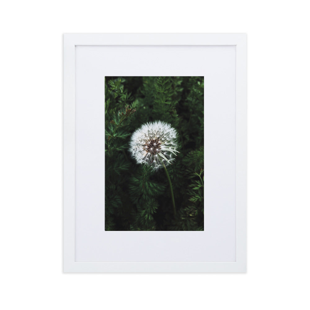 Poster mit Passepartout - Pusteblume Weiß / 30×40 cm artlia