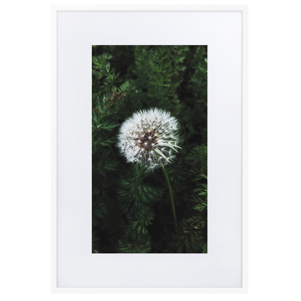 Poster mit Passepartout - Pusteblume Weiß / 61×91 cm artlia