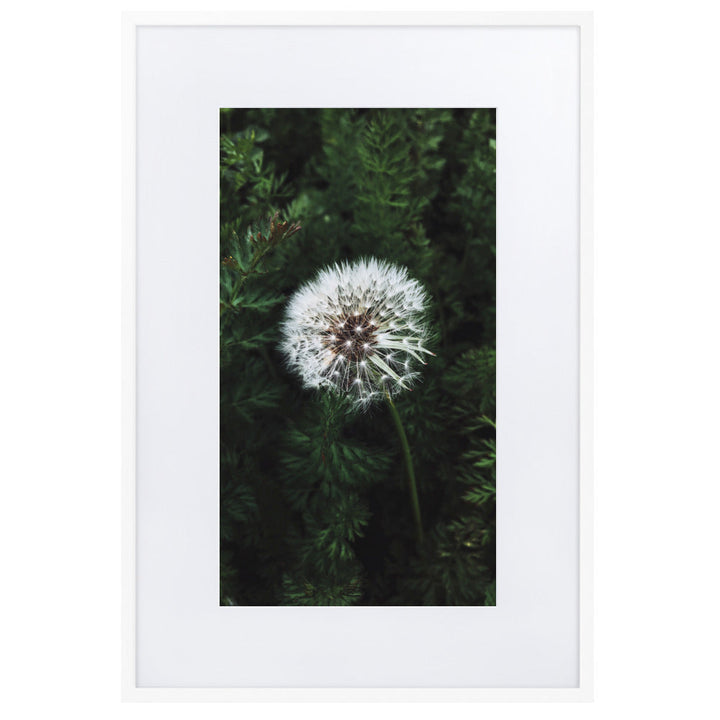 Poster mit Passepartout - Pusteblume Weiß / 61×91 cm artlia